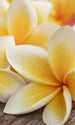 Dimex Plumeria Fototapete 150x250cm 2 Bahnen | Yourdecoration.de