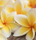 Dimex Plumeria Fototapete 225x250cm 3 Bahnen | Yourdecoration.de