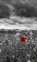 Dimex Poppies Black Fototapete 150x250cm 2 Bahnen | Yourdecoration.de