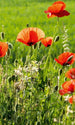 Dimex Poppy Field Fototapete 150x250cm 2 Bahnen | Yourdecoration.de