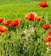 Dimex Poppy Field Fototapete 225x250cm 3 Bahnen | Yourdecoration.de