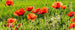 Dimex Poppy Field Fototapete 375x150cm 5 Bahnen | Yourdecoration.de