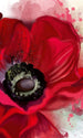 Dimex Poppy Fototapete 150x250cm 2 Bahnen | Yourdecoration.de