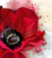 Dimex Poppy Fototapete 225x250cm 3 Bahnen | Yourdecoration.de