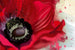 Dimex Poppy Fototapete 375x250cm 5 Bahnen | Yourdecoration.de