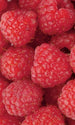 Dimex Raspberry Fototapete 150x250cm 2 Bahnen | Yourdecoration.de