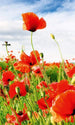 Dimex Red Poppies Fototapete 150x250cm 2 Bahnen | Yourdecoration.de