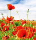 Dimex Red Poppies Fototapete 225x250cm 3 Bahnen | Yourdecoration.de