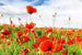 Dimex Red Poppies Fototapete 375x250cm 5 Bahnen | Yourdecoration.de