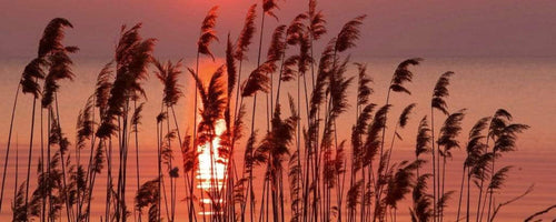 Dimex Reed on Lake Fototapete 375x150cm 5 Bahnen | Yourdecoration.de