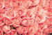 Dimex Roses Fototapete 375x250cm 5 Bahnen | Yourdecoration.de