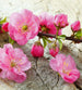 Dimex Sakura Fototapete 225x250cm 3 Bahnen | Yourdecoration.de