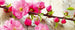 Dimex Sakura Fototapete 375x150cm 5 Bahnen | Yourdecoration.de