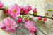 Dimex Sakura Fototapete 375x250cm 5 Bahnen | Yourdecoration.de