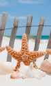 Dimex Starfish Fototapete 150x250cm 2 Bahnen | Yourdecoration.de