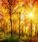 Dimex Sunny Forest Fototapete 225x250cm 3 Bahnen | Yourdecoration.de