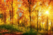 Dimex Sunny Forest Fototapete 375x250cm 5 Bahnen | Yourdecoration.de