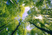 Dimex Trees Fototapete 375x250cm 5 Bahnen | Yourdecoration.de