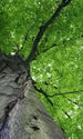 Dimex Treetop Fototapete 150x250cm 2 Bahnen | Yourdecoration.de