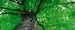 Dimex Treetop Fototapete 375x150cm 5 Bahnen | Yourdecoration.de