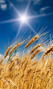 Dimex Wheat Field Fototapete 150x250cm 2 Bahnen | Yourdecoration.de