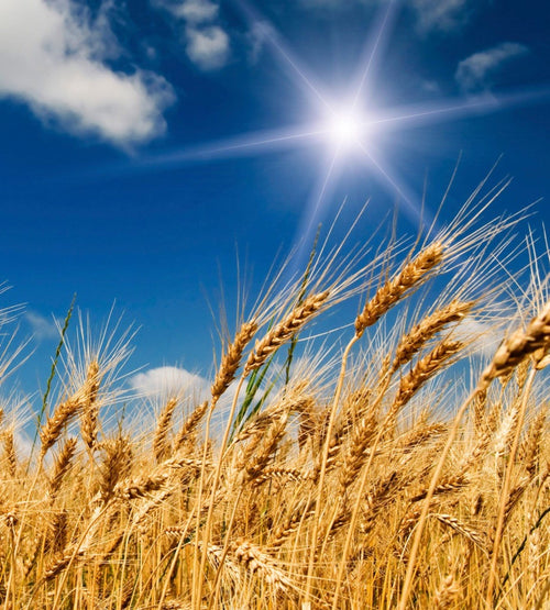 Dimex Wheat Field Fototapete 225x250cm 3 Bahnen | Yourdecoration.de