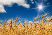 Dimex Wheat Field Fototapete 375x250cm 5 Bahnen | Yourdecoration.de