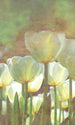 Dimex White Tulips Abstract Fototapete 150x250cm 2 bahnen | Yourdecoration.de