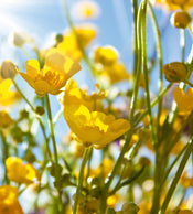 Dimex Yellow Flower Fototapete 225x250cm 3 Bahnen | Yourdecoration.de