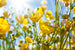 Dimex Yellow Flowers Fototapete 375x250cm 5 Bahnen | Yourdecoration.de