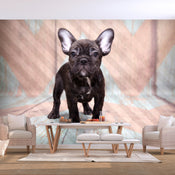 Fototapete - French Bulldog - Vliestapete