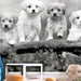 Fototapete - Four Puppies - Vliestapete