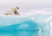 Komar Arctic Polar Bear Vlies Fototapete 400x280cm 8 Bahnen | Yourdecoration.de