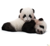 Komar Giant Panda Vlies Fototapete 300X280Cm 6 Teile | Yourdecoration.at