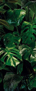 Komar Tropical Wall Vlies Fototapete 100x250cm 1 bahn | Yourdecoration.de