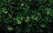 Komar Tropical Wall Vlies Fototapete 400x250cm 4 bahnen | Yourdecoration.de