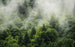 Komar Forest Land Vlies Fototapete 400x250cm 4 Bahnen | Yourdecoration.de