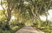 Komar Golden Hedges Vlies Fototapete 400x250cm 4 bahnen | Yourdecoration.de