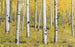 Komar Orange Forest Vlies Fototapete 400x250cm 4 bahnen | Yourdecoration.de