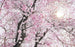 Komar Bloom Vlies Fototapete 400x250cm 4 bahnen | Yourdecoration.de