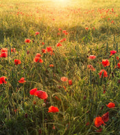 Komar Poppy World Vlies Fototapete 250x280cm 5 bahnen | Yourdecoration.de