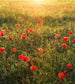 Komar Poppy World Vlies Fototapete 250x280cm 5 bahnen | Yourdecoration.de