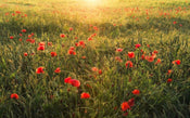 Komar Poppy World Vlies Fototapete 450x280cm 9 bahnen | Yourdecoration.de