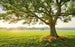 Komar The Magic Tree Vlies Fototapete 450x280cm 9 bahnen | Yourdecoration.de