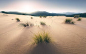 Komar Vivid Dunes Vlies Fototapete 450x280cm 9 bahnen | Yourdecoration.de