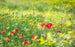 Komar Wiesenzauber II Vlies Fototapete 450x280cm 9 bahnen | Yourdecoration.de