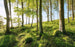 Komar Zauberhaftes Buchenspektakel Vlies Fototapete 450x280cm 9 bahnen | Yourdecoration.de