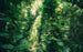 Komar Green Leaves Vlies Fototapete 450x280cm 9 bahnen | Yourdecoration.de