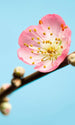 Komar Peach Blossom Fototapete 150x250cm 3 bahnen | Yourdecoration.de