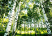 Wizard+Genius Sunshine Forest Fototapete 366x254cm 8 bahnen | Yourdecoration.de